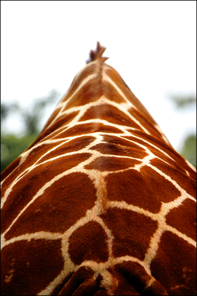 Fotografie von MrNelson für DesignCrowd (Community Contests) | Design #8950427