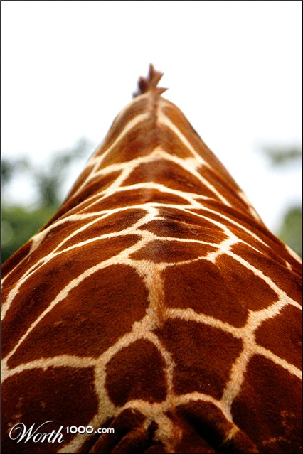 Photography by MrNelson