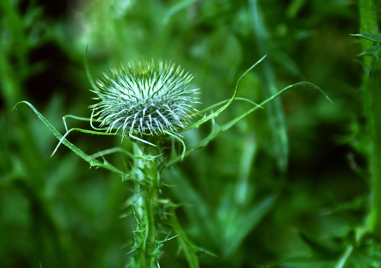 Photography by lunaryuna for DesignCrowd (Community Contests) | Design #8948482