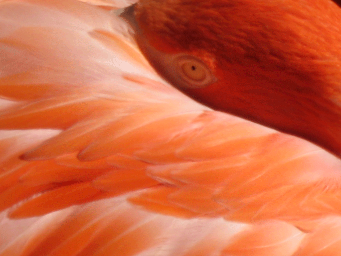 Photographie par animalluvr13 pour DesignCrowd (Community Contests) | Design #8948500