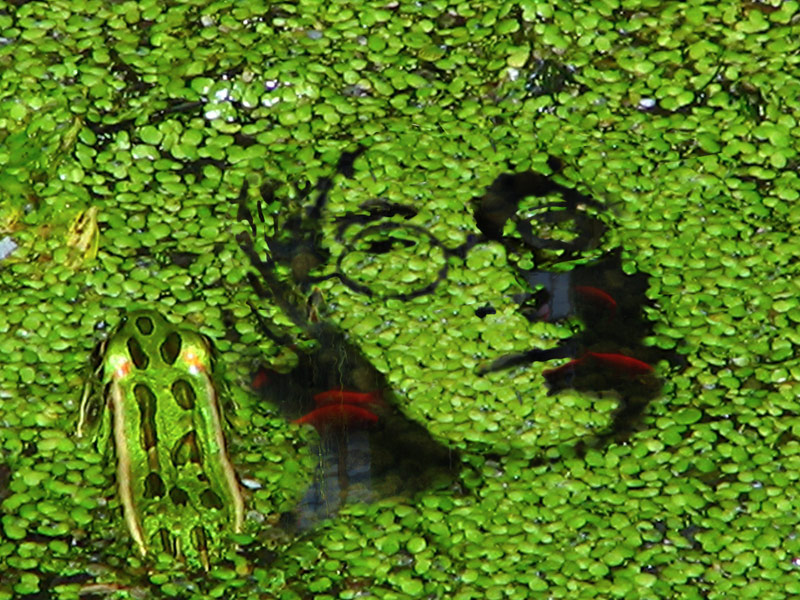 Diseño de Photoshop por castiza para DesignCrowd (Community Contests) | Diseño #8947402