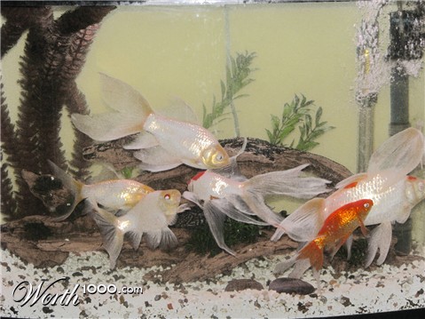 Photoshop Design by almightyknighty