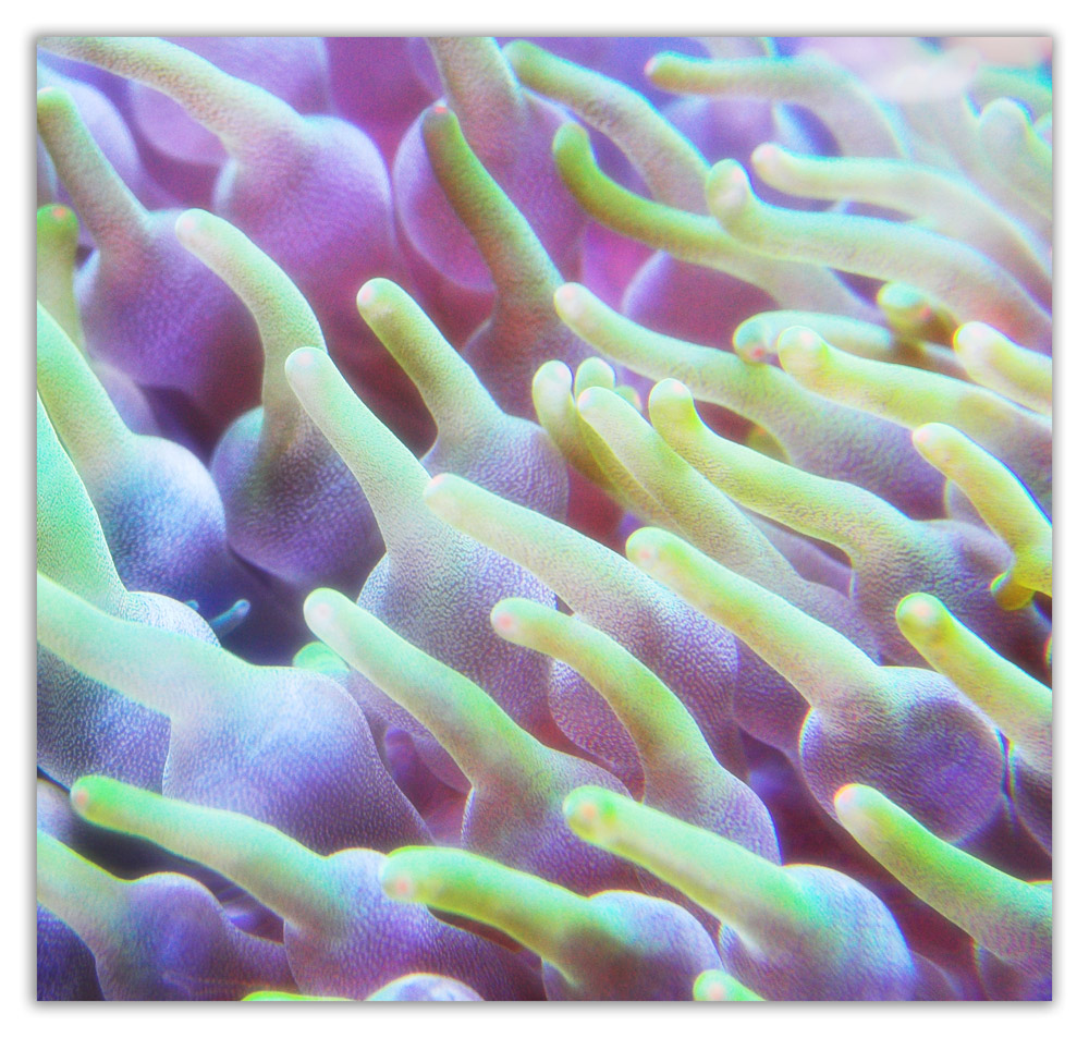 Fotografía por kimbomac para DesignCrowd (Community Contests) | Diseño #8947317