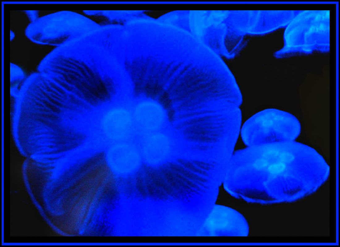 Fotografie von sgatanstu für DesignCrowd (Community Contests) | Design #8947325