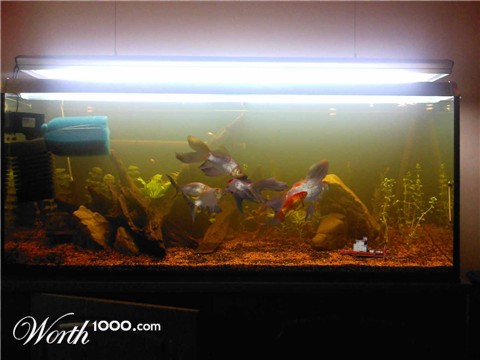 Photoshop Design by SteamPG