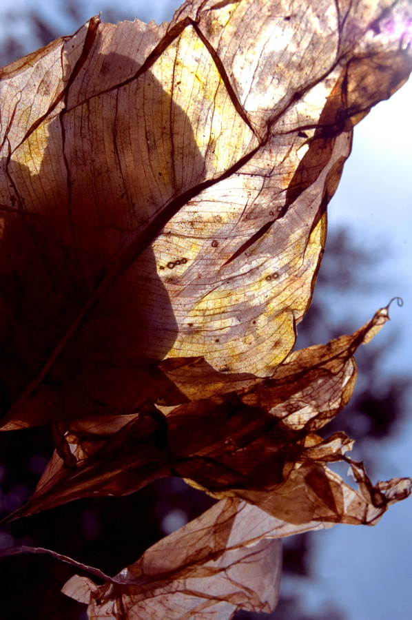 Photography by marymagdalyne for DesignCrowd (Community Contests) | Design #8950523