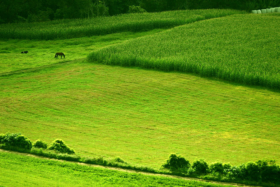 Photography by phoneymoon for DesignCrowd (Community Contests) | Design #8948523