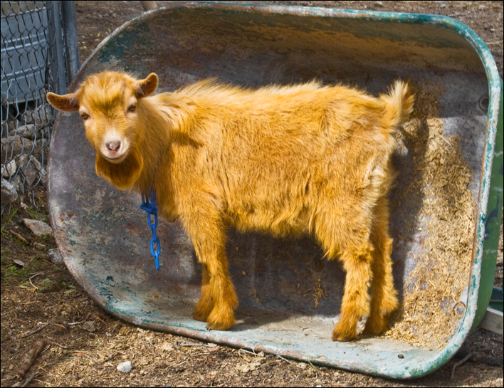 Fotografie von ClickChick für DesignCrowd (Community Contests) | Design #8948078