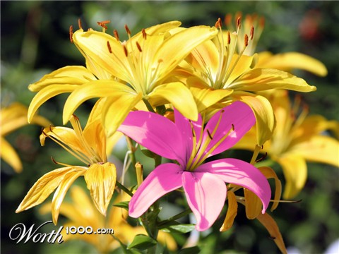 Photoshop Design by Menmar