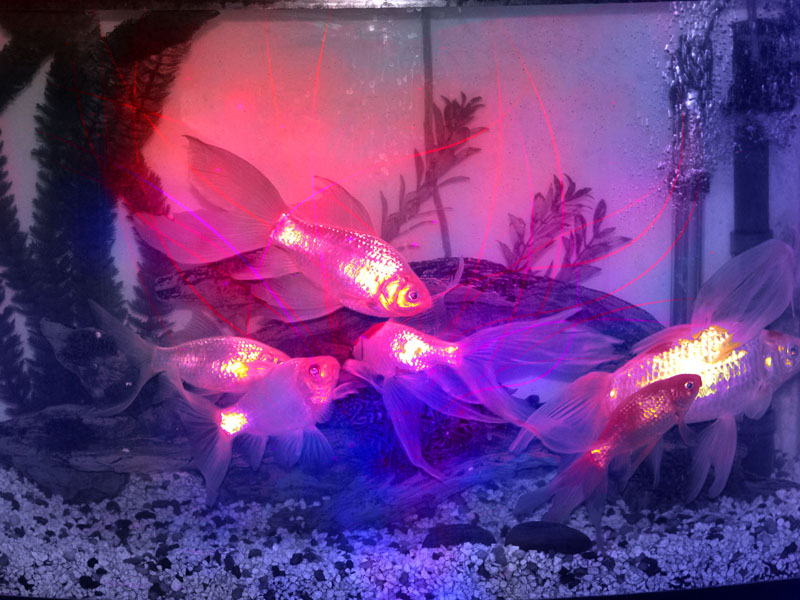 Photoshop-Design von Zickar für DesignCrowd (Community Contests) | Design #8946861