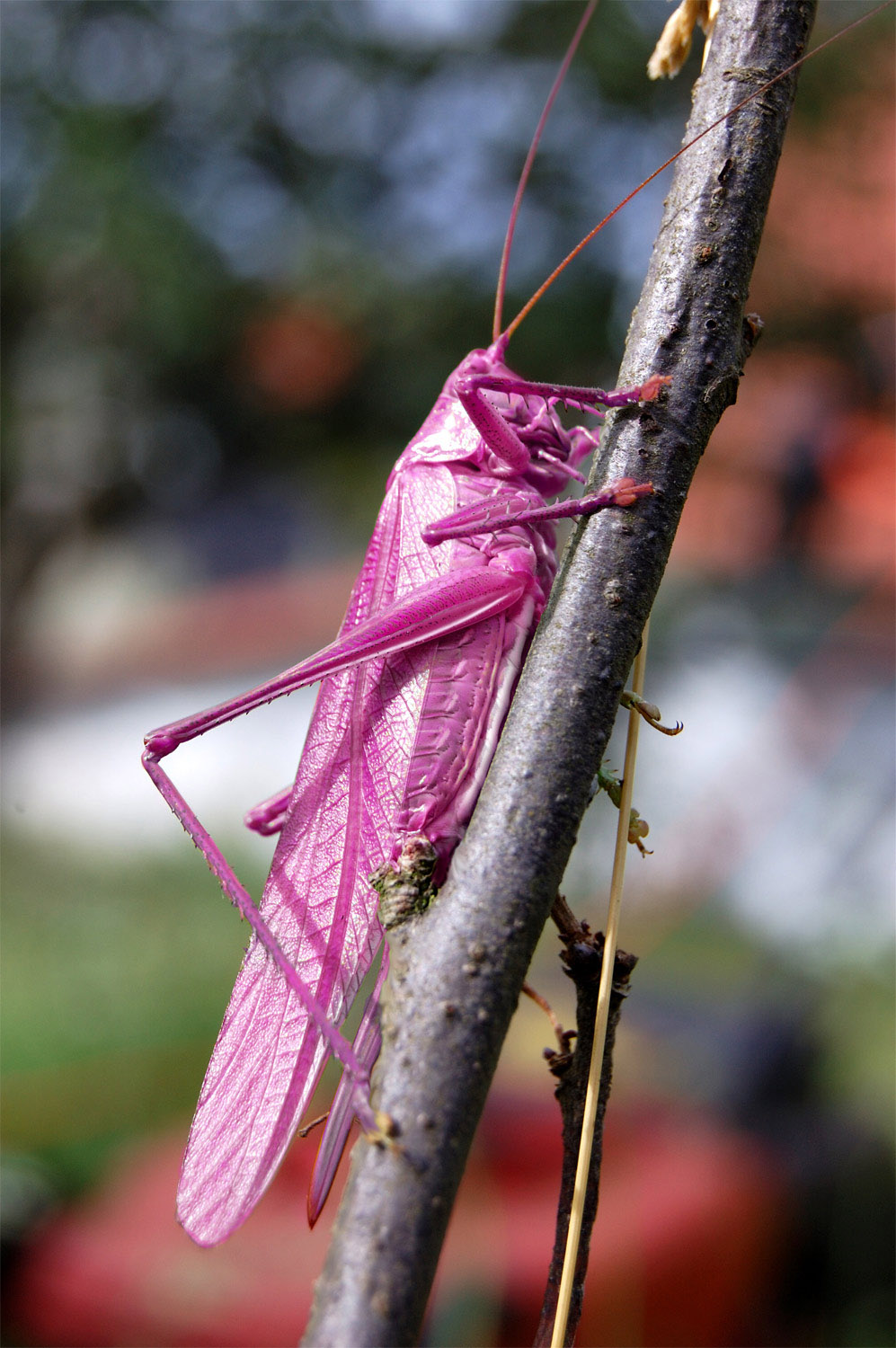 Photoshop Design by ivanas for DesignCrowd (Community Contests) | Design #8949724