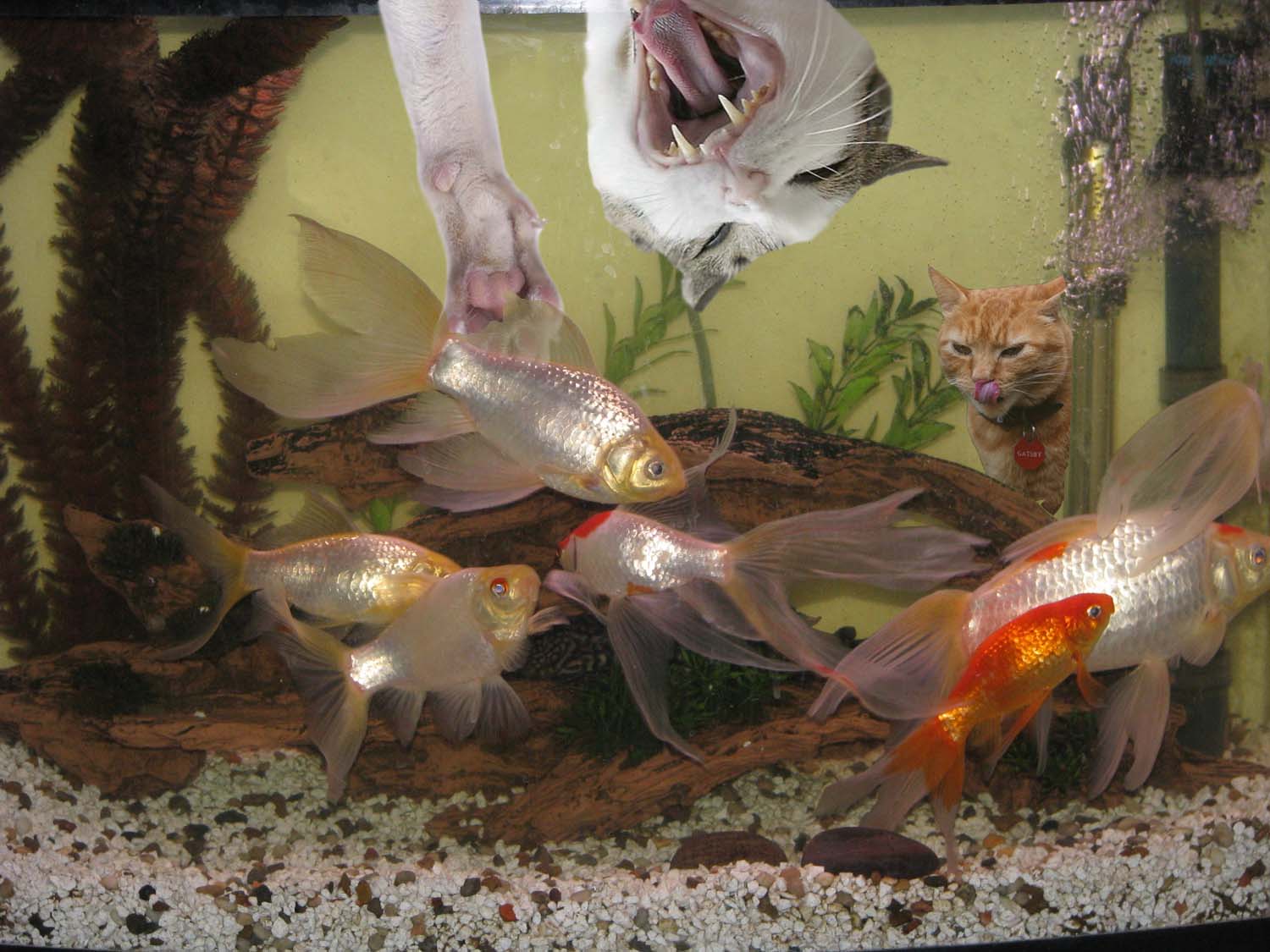 Photoshop Design by jprice2012 for DesignCrowd (Community Contests) | Design #8946874