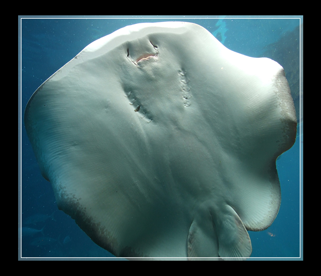 Fotografía por Monica para DesignCrowd (Community Contests) | Diseño #8947369