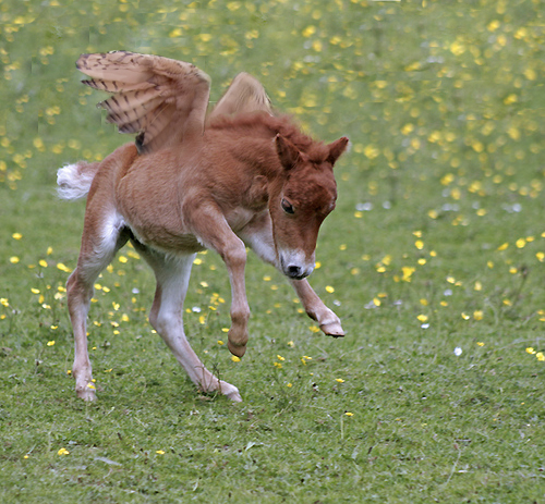 Photoshop Design by Asrayia for DesignCrowd (Community Contests) | Design #8949901