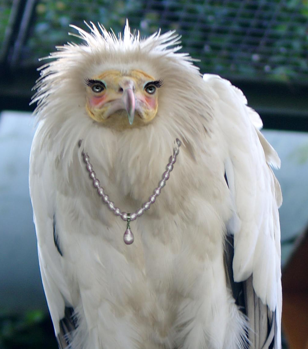 Photoshop Design by Boeschinator for DesignCrowd (Community Contests) | Design #8951361