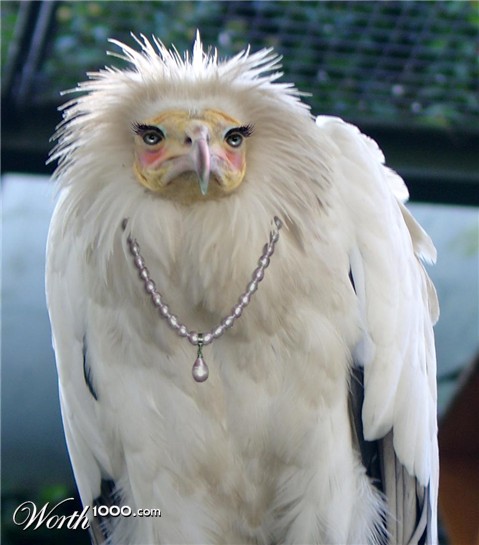 Photoshop Design by Boeschinator