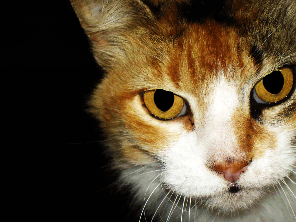 Photographie par gabrielmaia pour DesignCrowd (Community Contests) | Design #8947149