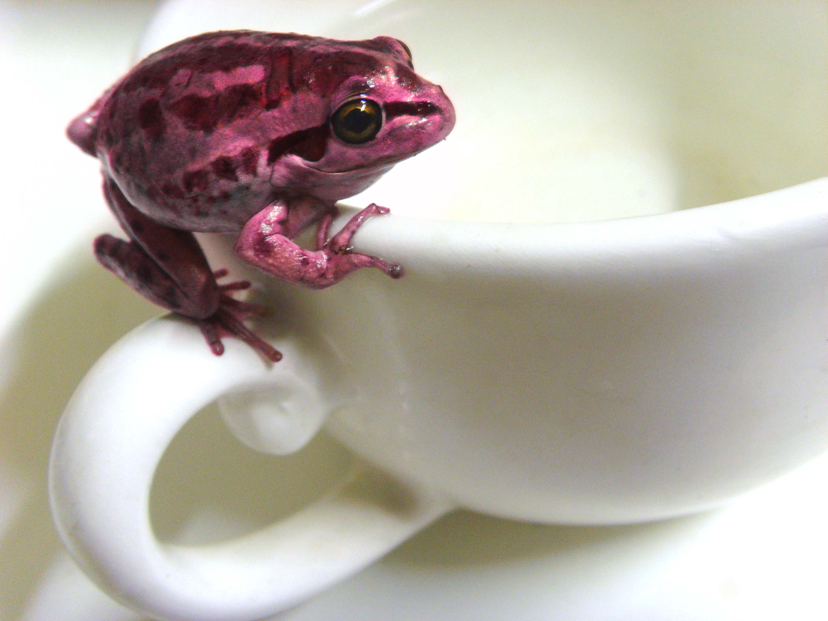 Photoshop-Design von RavenNight für DesignCrowd (Community Contests) | Design #8949791