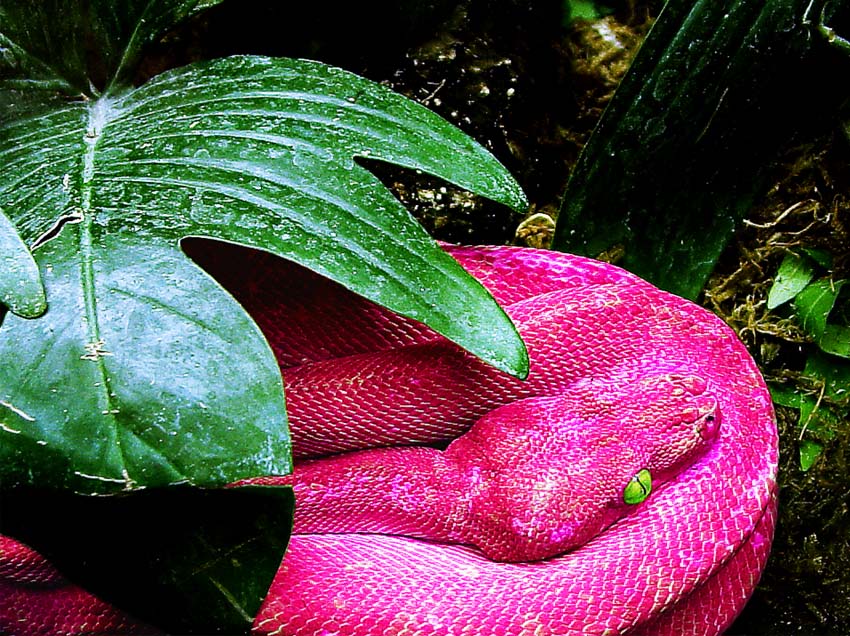 Photoshop Design by lunaryuna for DesignCrowd (Community Contests) | Design #8949855