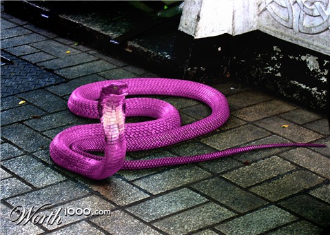 Photoshop Design by brdispatch05