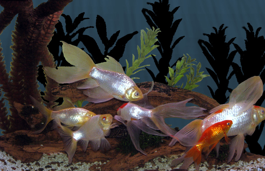 Photoshop Design by JessBurnette for DesignCrowd (Community Contests) | Design #8946831