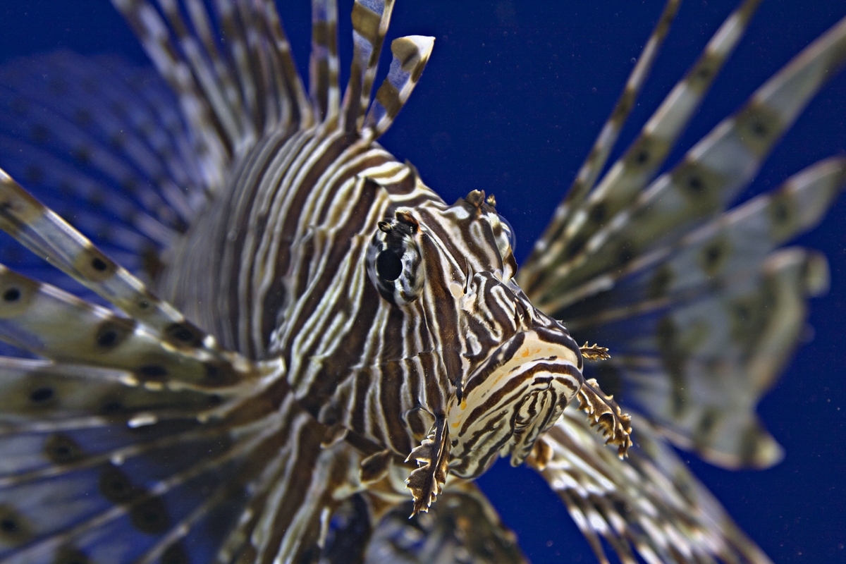 Fotografía por darynman para DesignCrowd (Community Contests) | Diseño #8947427