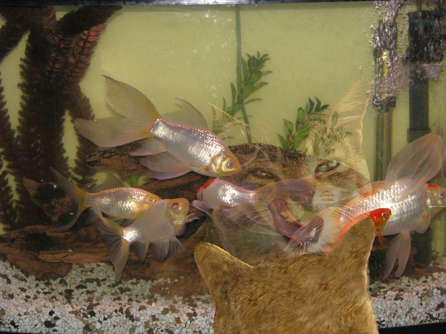 Photoshop Design by bovea1 for DesignCrowd (Community Contests) | Design #8946883