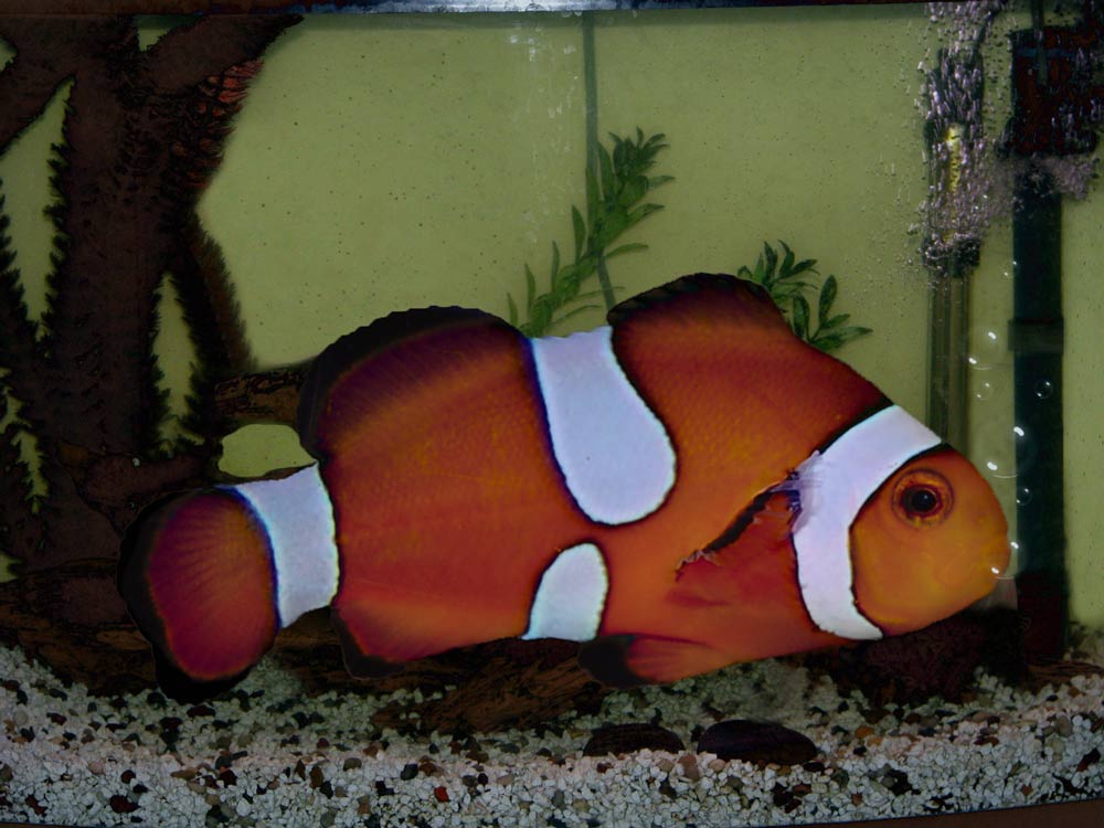 Diseño de Photoshop por Angelicangellover para DesignCrowd (Community Contests) | Diseño #8946856