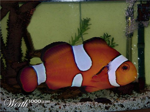 Photoshop Design by Angelicangellover