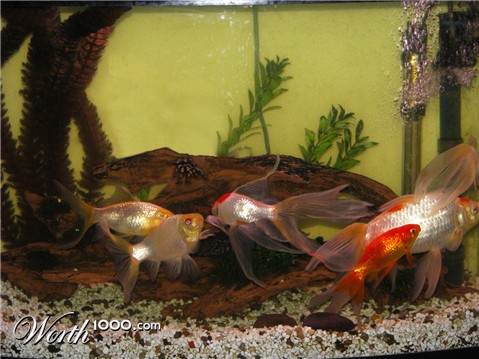 Photoshop Design by ErikSyren