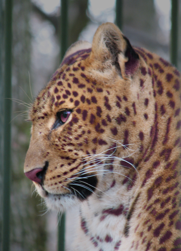 Photoshop Design by Larssonpsd for DesignCrowd (Community Contests) | Design #8946724