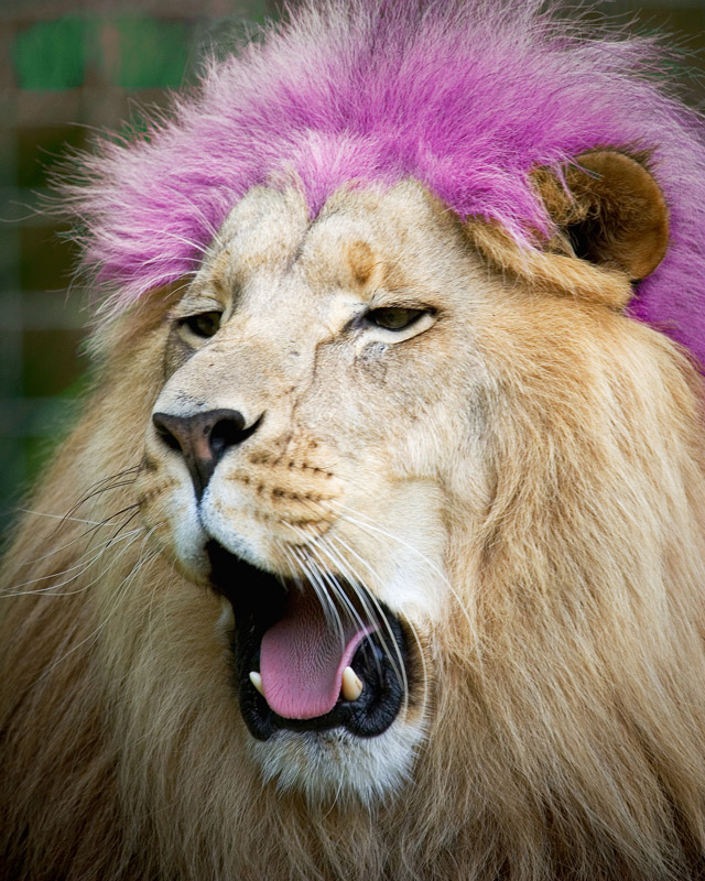 Photoshop-Design von oruart für DesignCrowd (Community Contests) | Design #8946699