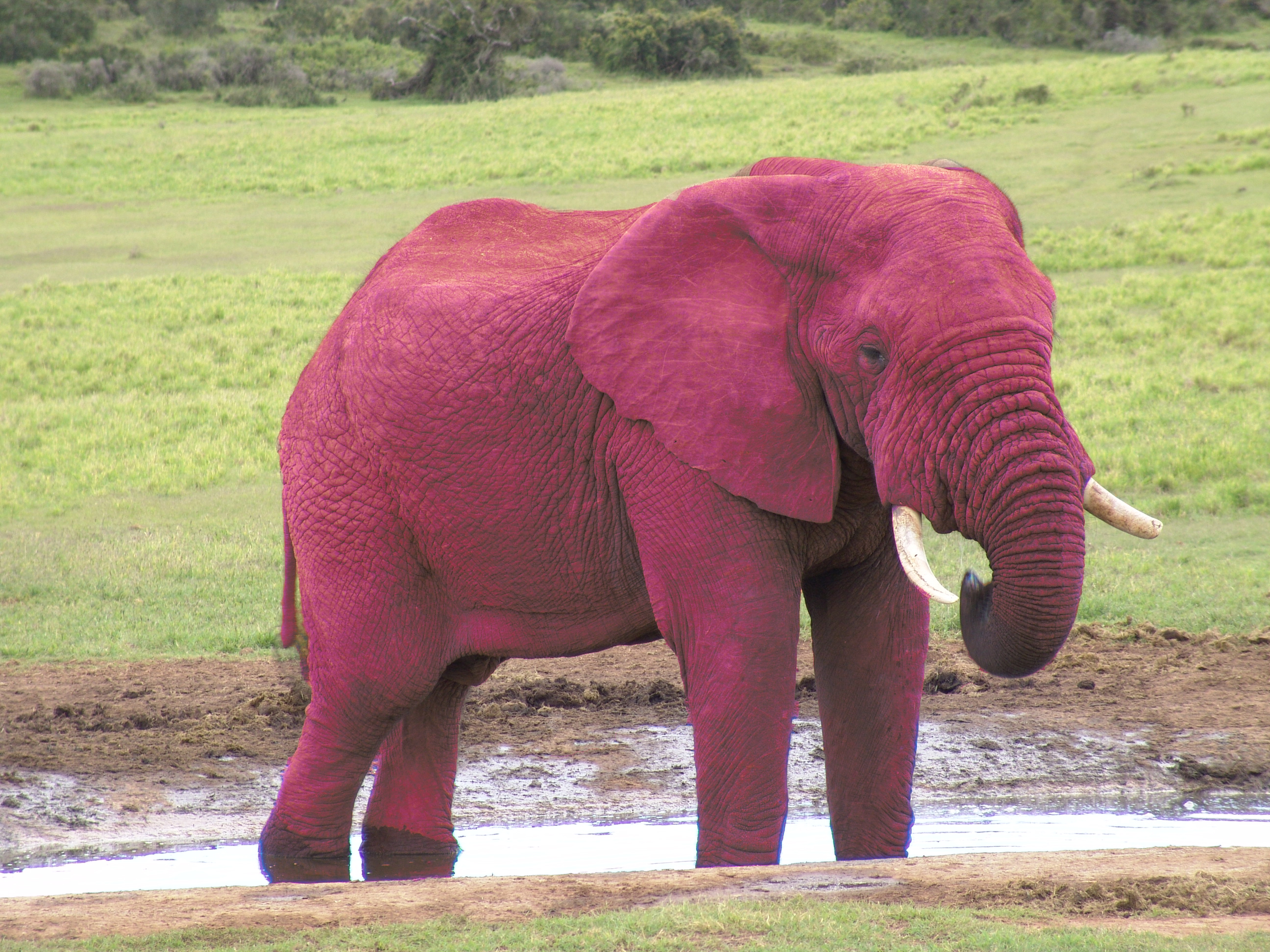 Photoshop Design by Mordey for DesignCrowd (Community Contests) | Design #8946905