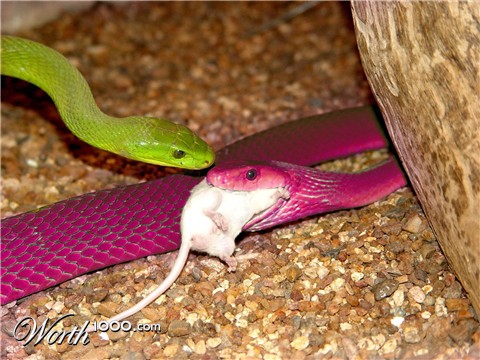 Photoshop Design by jtzag18