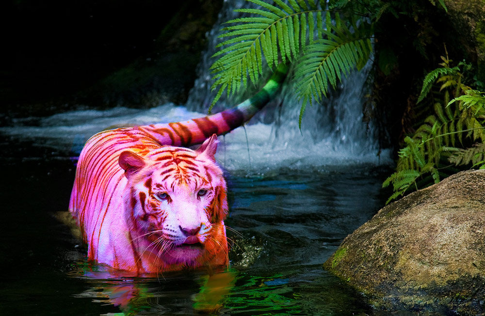 Photoshop Design by tsitrA for DesignCrowd (Community Contests) | Design #8946886