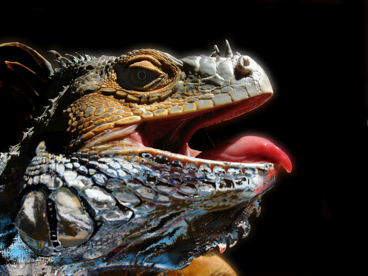 Photoshop Design by mole369 for DesignCrowd (Community Contests) | Design #8949064