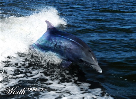 Photoshop Design by Gonzolo