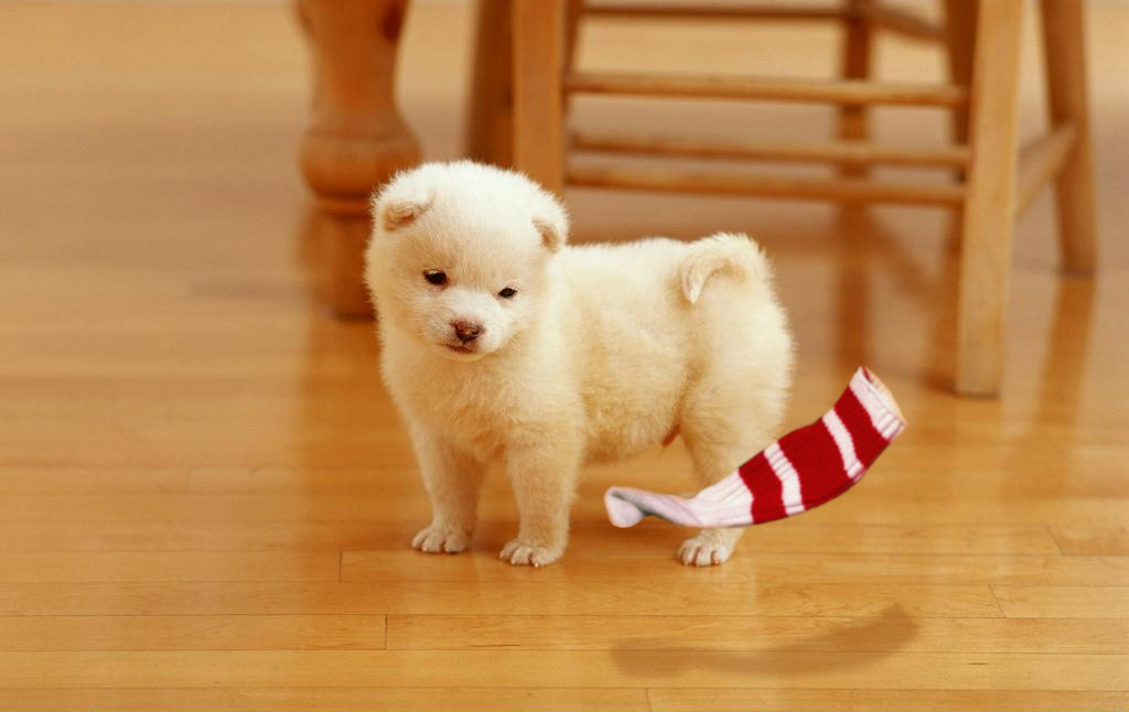 Design Photoshop par tropicalbear pour DesignCrowd (Community Contests) | Design #8948455