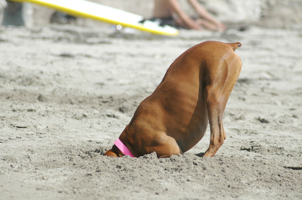 Fotografía por Larvice para DesignCrowd (Community Contests) | Diseño #8950495