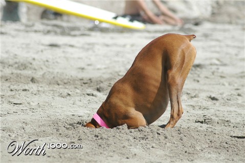 Photography by Larvice