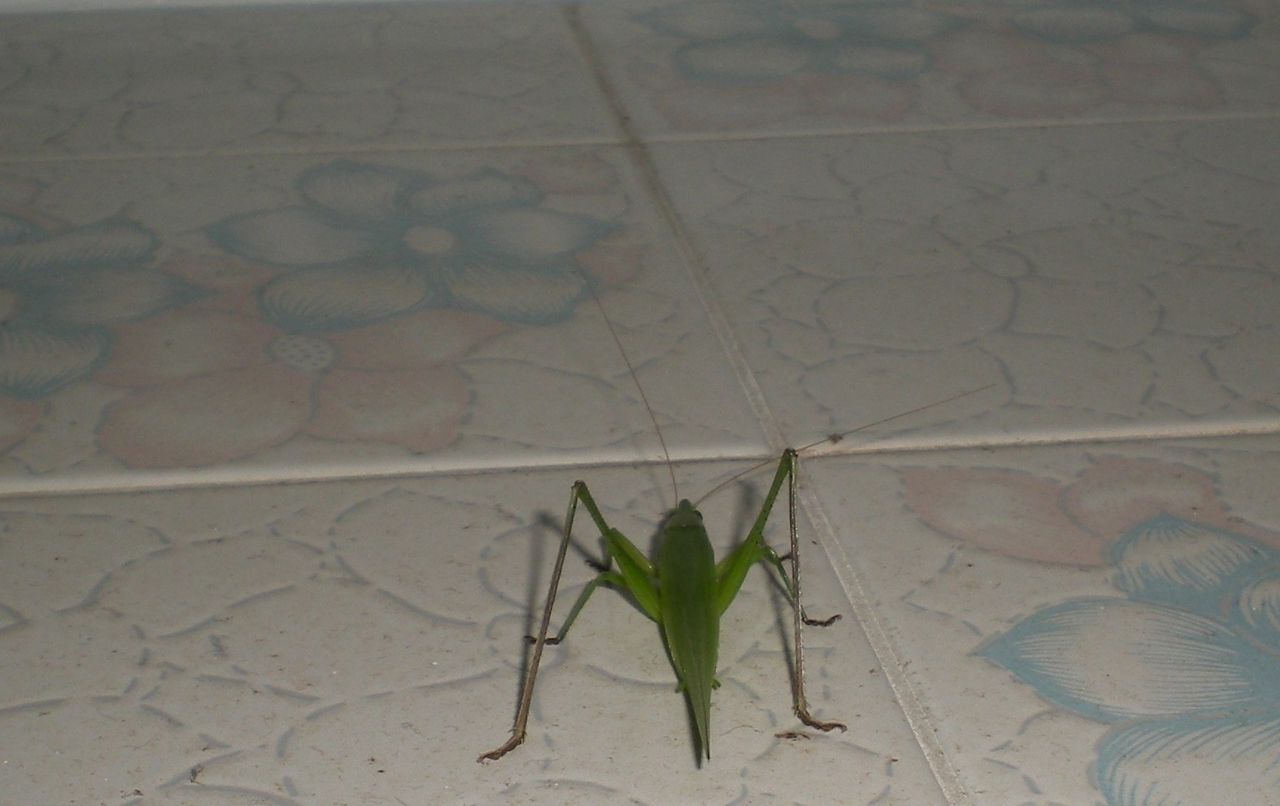 Fotografía por TRANSCENDENTalMAN para DesignCrowd (Community Contests) | Diseño #8950625