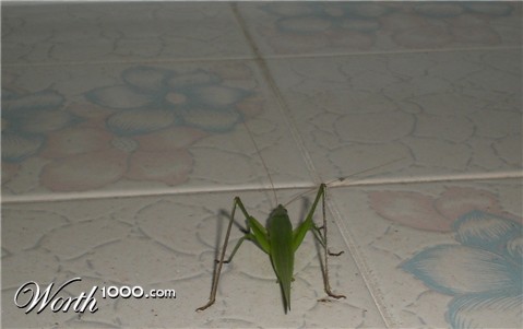 Photography by TRANSCENDENTalMAN