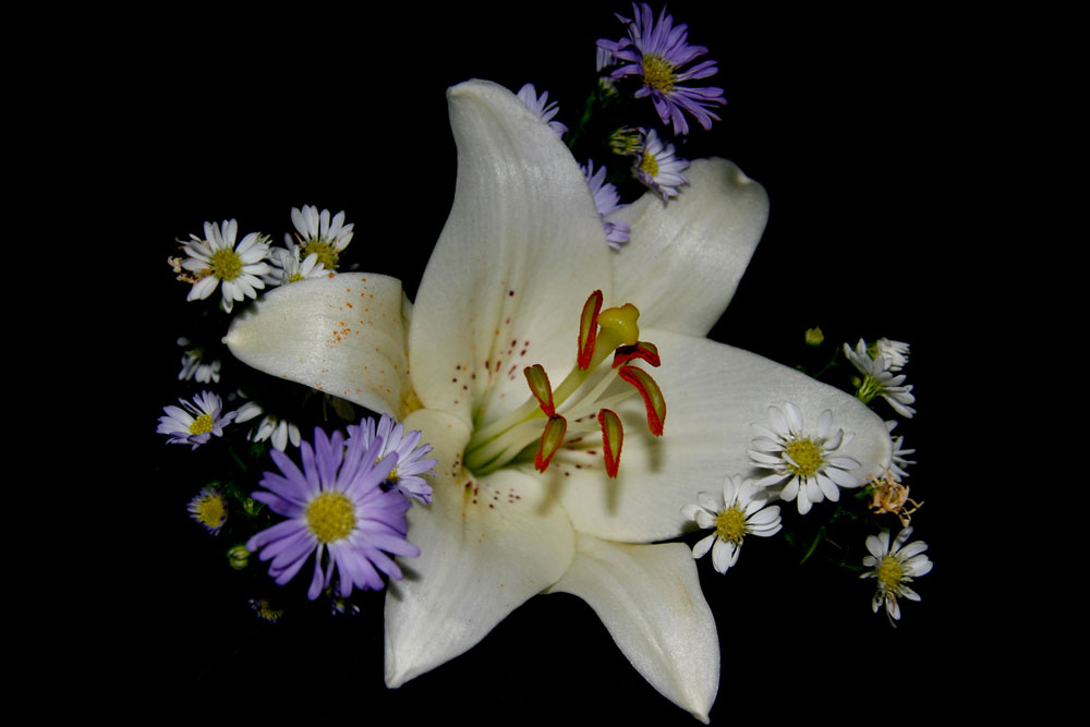 Photography by lynvdg for DesignCrowd (Community Contests) | Design #8947178