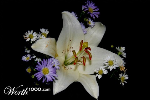 Photography by lynvdg