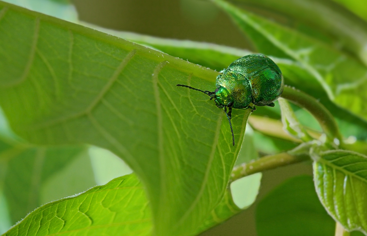 Fotografía por darynman para DesignCrowd (Community Contests) | Diseño #8948656