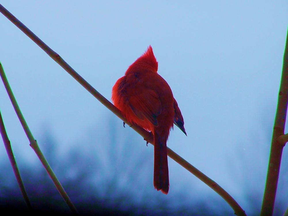 Photography by wildnature for DesignCrowd (Community Contests) | Design #8950553