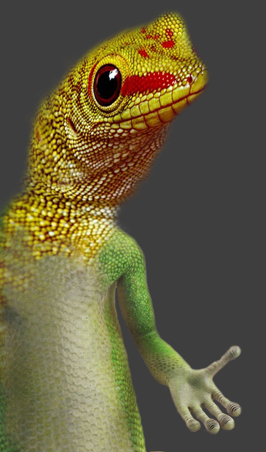 Design Photoshop par janefrog pour DesignCrowd (Community Contests) | Design #8949148