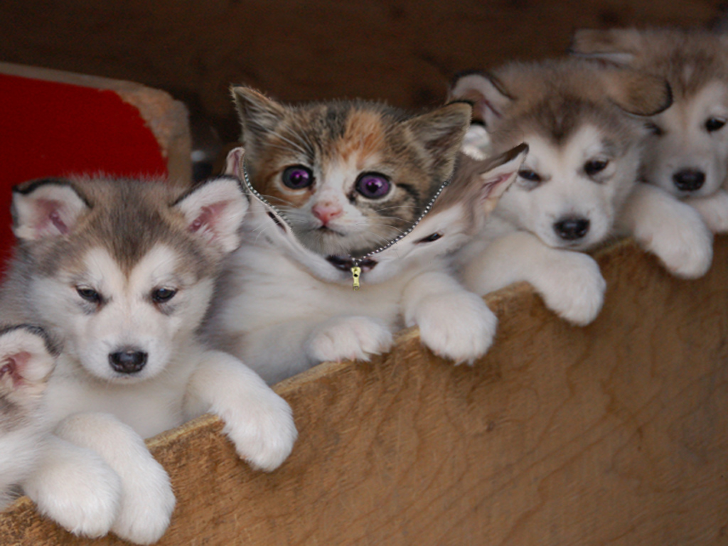 Photoshop Design by ZaphodQB for DesignCrowd (Community Contests) | Design #8947474