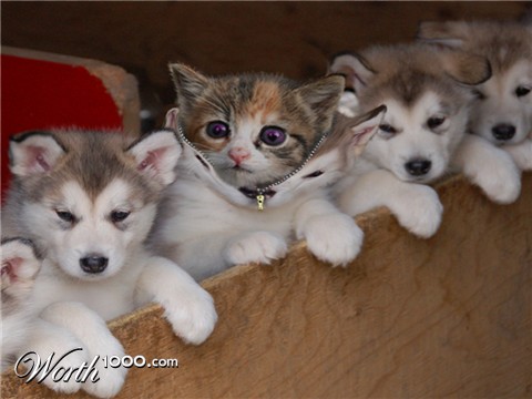 Photoshop Design by ZaphodQB