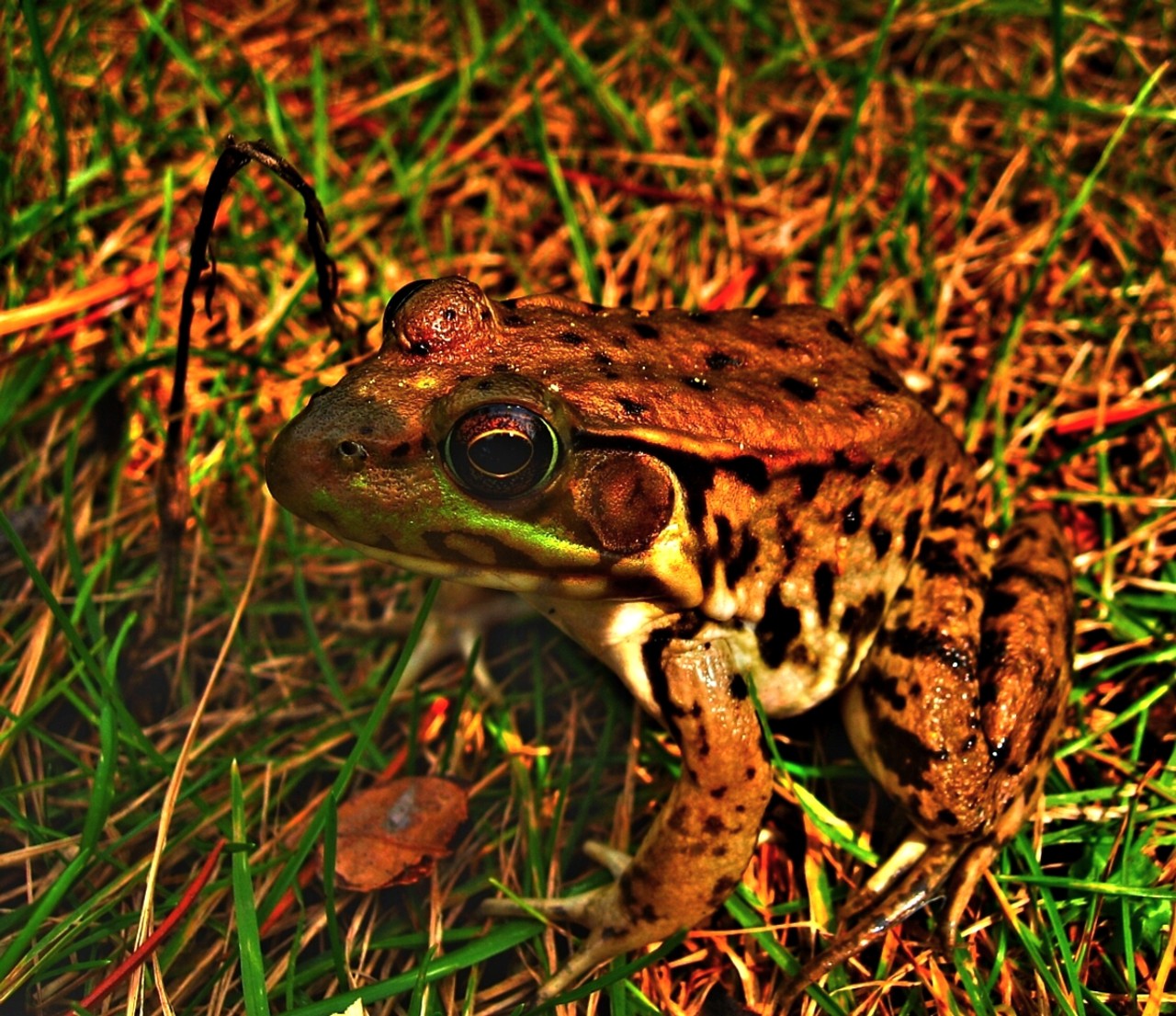 Fotografie von spincast1123 für DesignCrowd (Community Contests) | Design #8956627